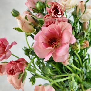 Ranunculus Butterfly double Salmon