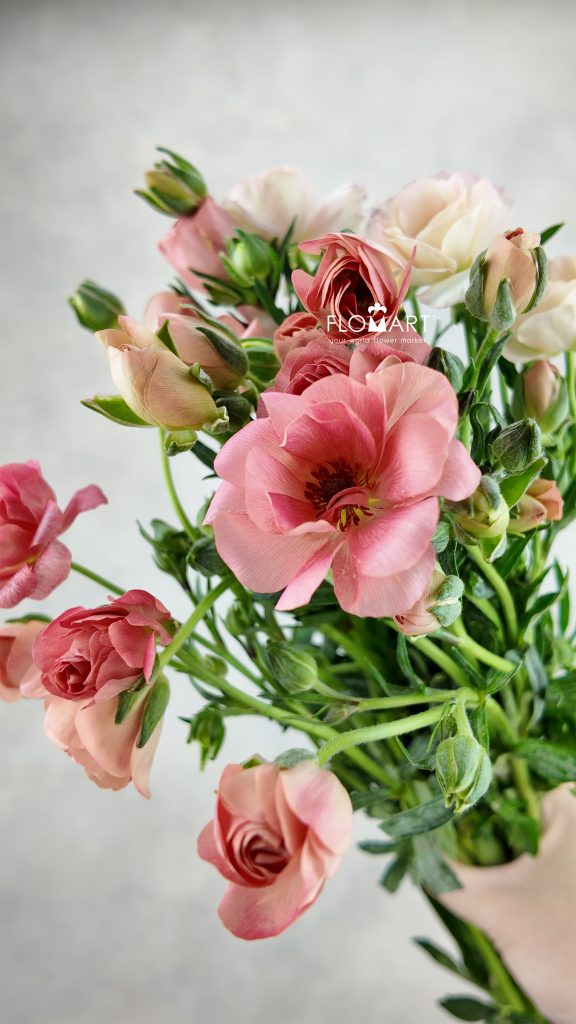 Ranunculus Butterfly double Salmon