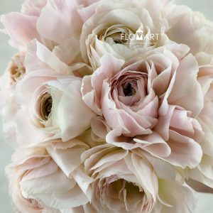 Ranunculus Castor Select