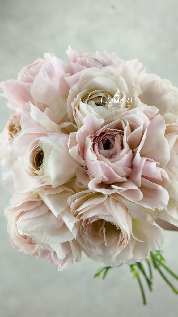 Ranunculus Castor