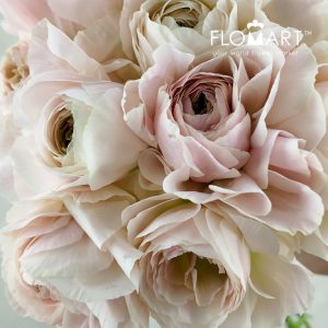 Ranunculus Castor - Image 2