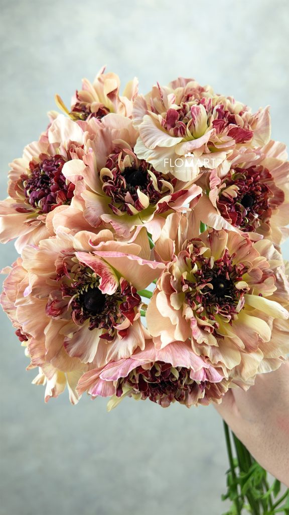Ranunculus Charlotte Beige
