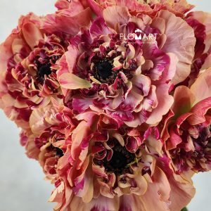 Ranunculus Charlotte Orange Select