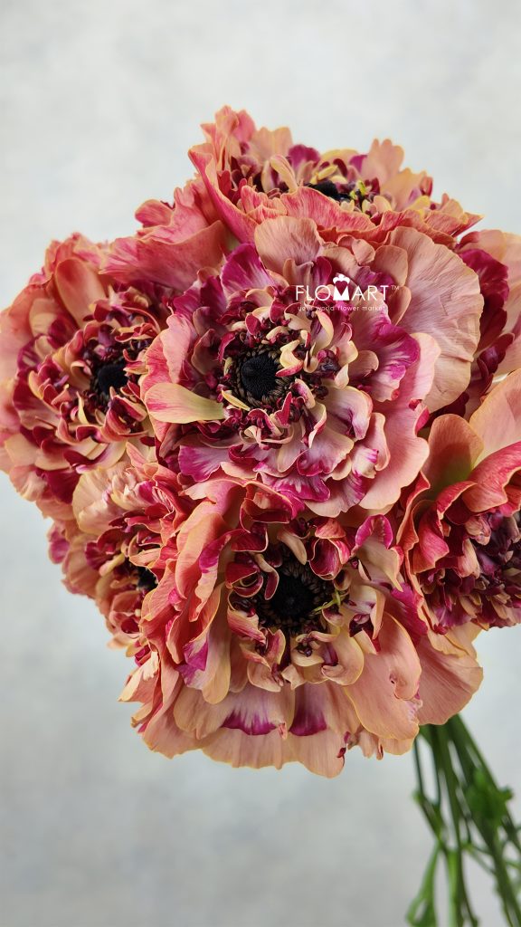 Ranunculus Charlotte Orange