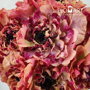 Ranunculus Charlotte Orange - Image 2