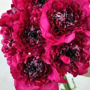 Ranunculus Charlotte Red Select
