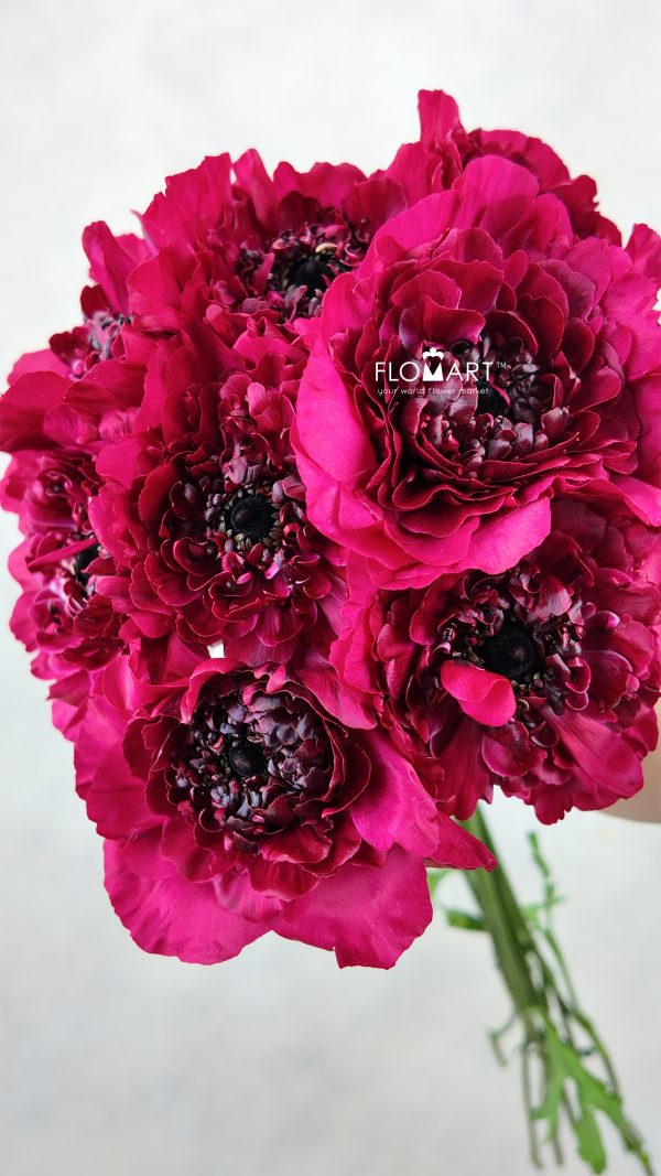Ranunculus Charlotte Red