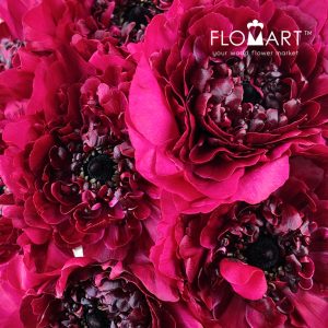 Ranunculus Charlotte Red - Image 2
