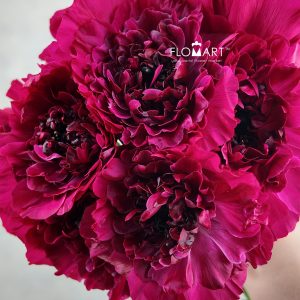 Ranunculus Charlotte Rose Select