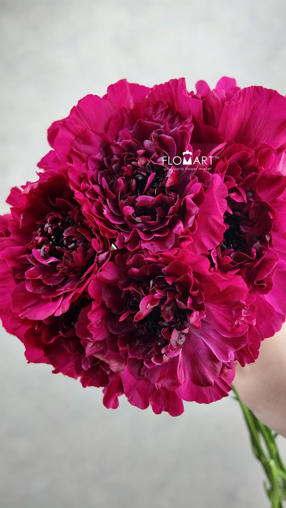 Ranunculus Charlotte Rose