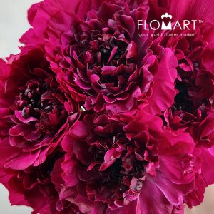 Ranunculus Charlotte Rose - Image 2