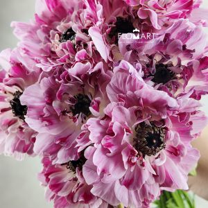 Ranunculus Charlotte Select