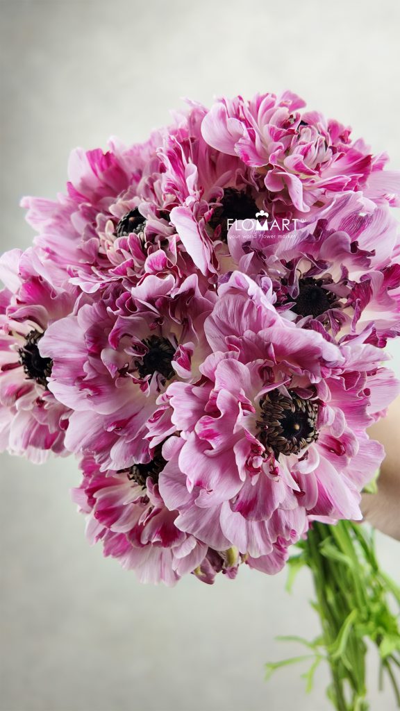 Ranunculus Charlotte