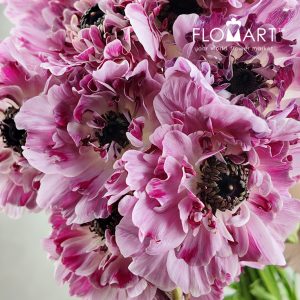 Ranunculus Charlotte - Image 2