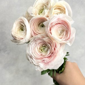 Ranunculus Clooney Hanoi