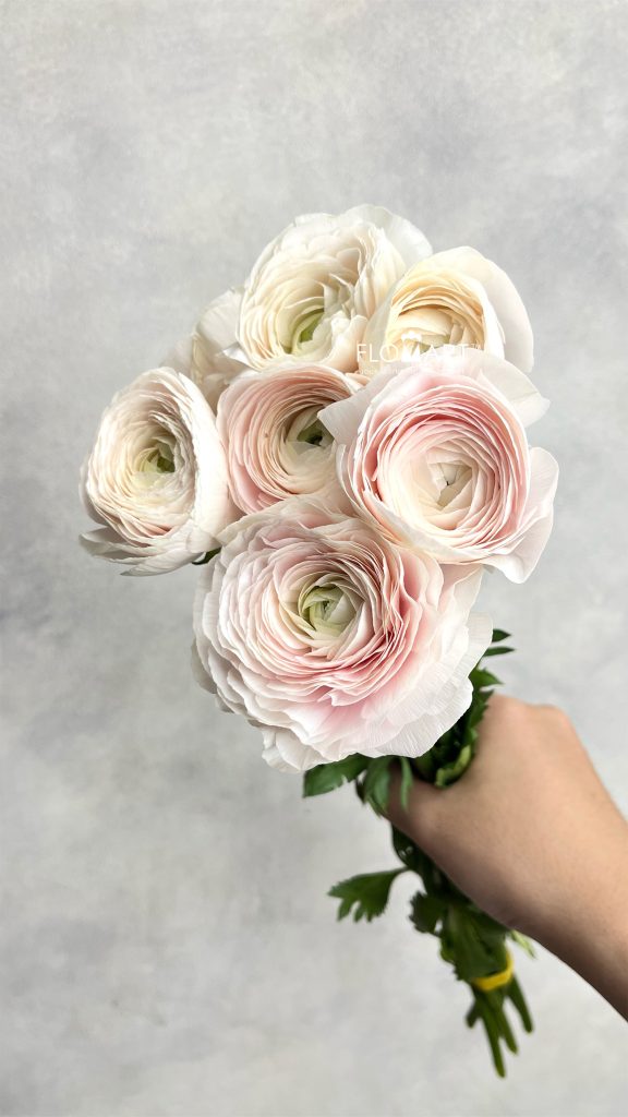 Ranunculus Clooney Hanoi