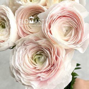 Ranunculus Clooney Hanoi - Image 2
