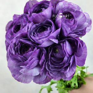 Ranunculus Cottun Select