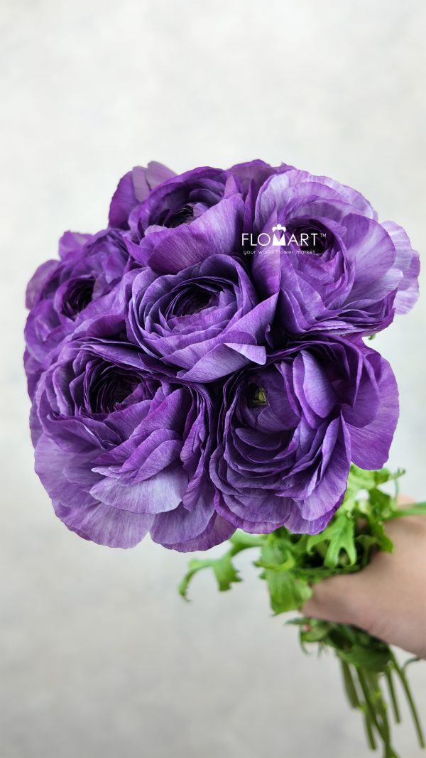 Ranunculus Cottun Select