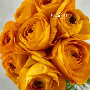 Ranunculus Digne Select