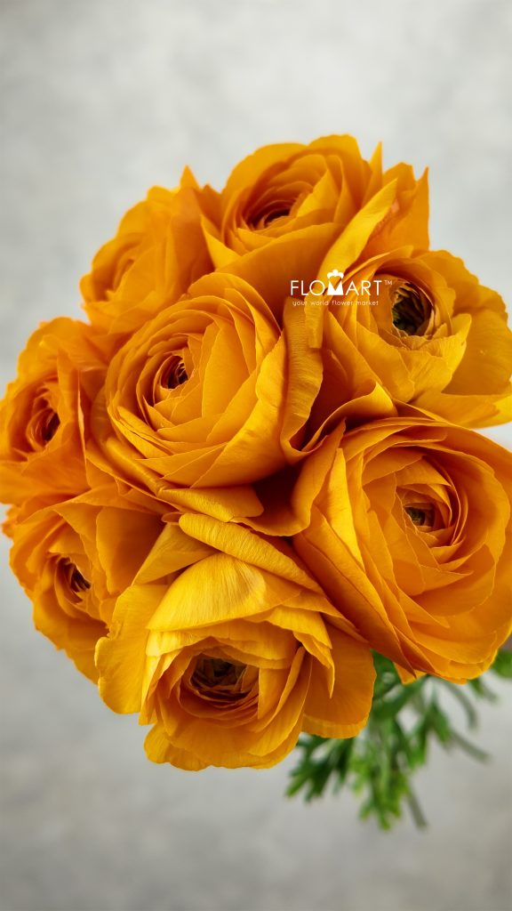 Ranunculus Digne
