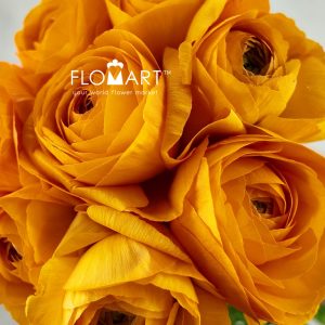 Ranunculus Digne - Image 2
