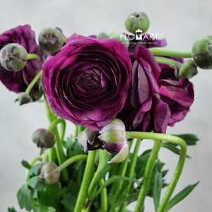 Ranunculus Elegance Burgundy