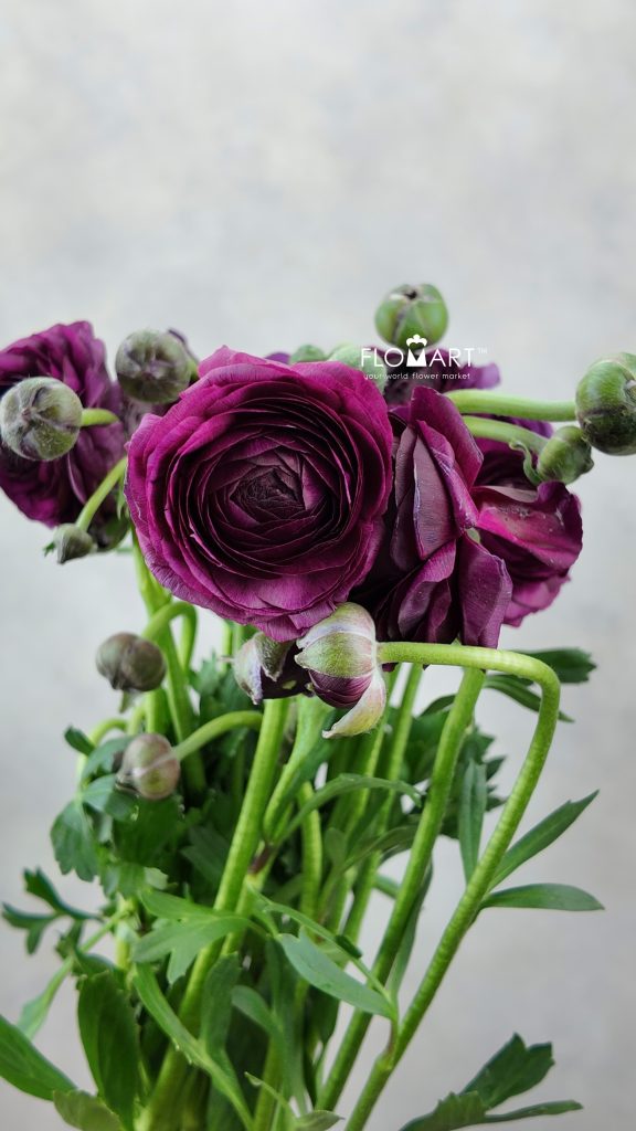 Ranunculus Elegance Burgundy