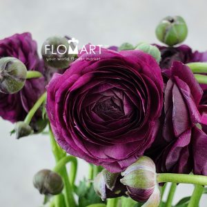 Ranunculus Elegance Burgundy - Image 2
