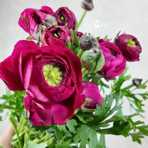 Ranunculus Elegance Cerise