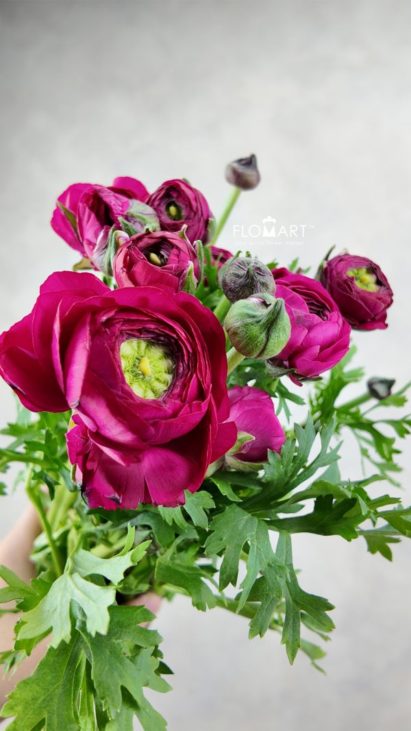 Ranunculus Elegance Cerise