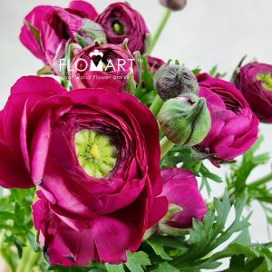 Ranunculus Elegance Cerise - Image 2