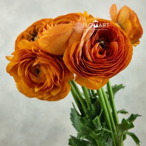 Ranunculus Elegance Clementin