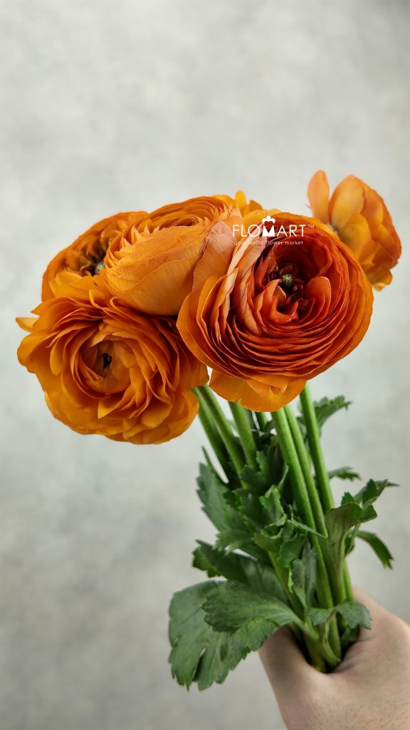Ranunculus Elegance Clementin