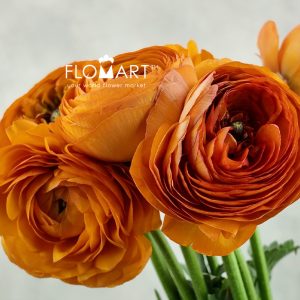 Ranunculus Elegance Clementin - Image 2