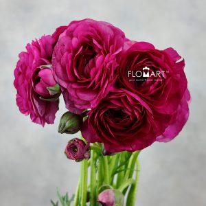 Ranunculus Elegance Hot Pink