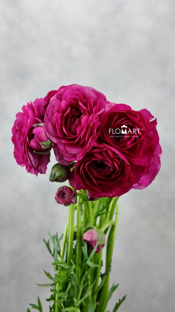 Ranunculus Elegance Hot Pink