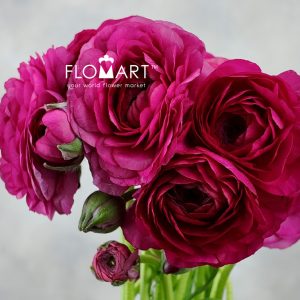 Ranunculus Elegance Hot Pink - Image 2