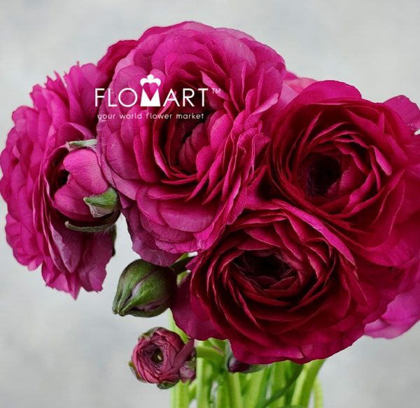 Ranunculus Elegance Hot Pink