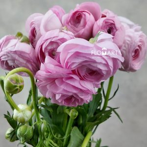 Ranunculus Elegance Light Pink