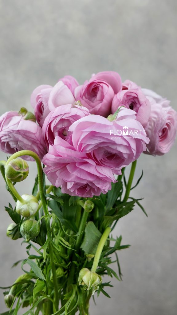 Ranunculus Elegance Light Pink