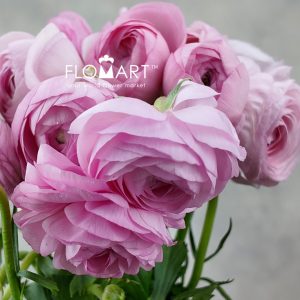 Ranunculus Elegance Light Pink - Image 2