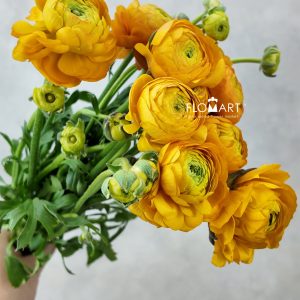 Ranunculus Elegance Orange