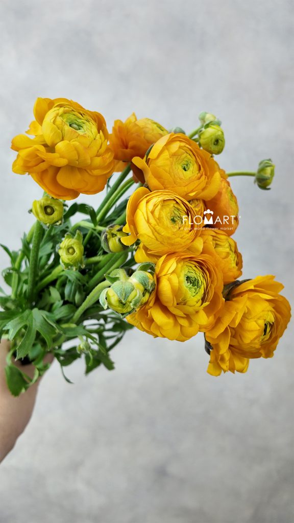 Ranunculus Elegance Orange