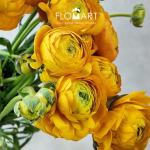 Ranunculus Elegance Orange - Image 2