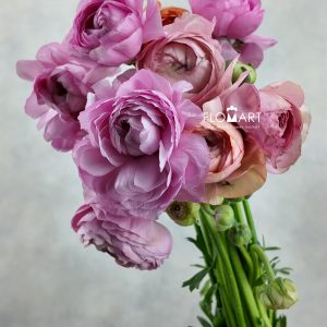 Ranunculus Elegance Pastello