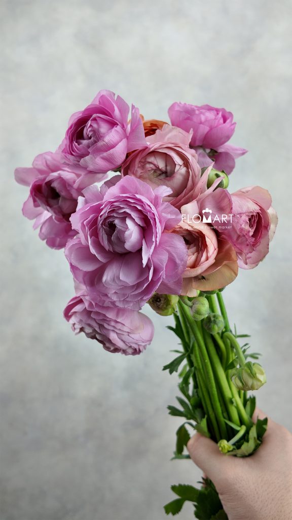 Ranunculus Elegance Pastello