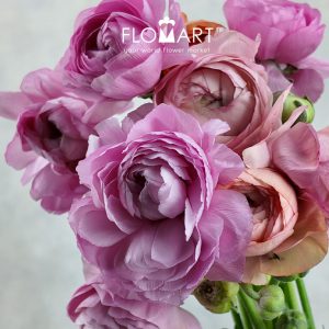 Ranunculus Elegance Pastello - Image 2