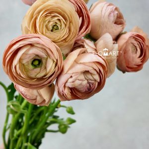 Ranunculus Elegance Peach
