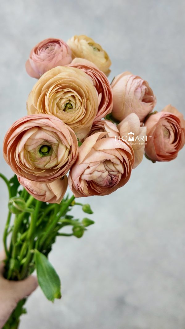 Ranunculus Elegance Peach Ranunculus Elegance Peach